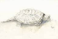 Gail Wood Miller, Delaware Snapping Turtle (after Van de Graaff)